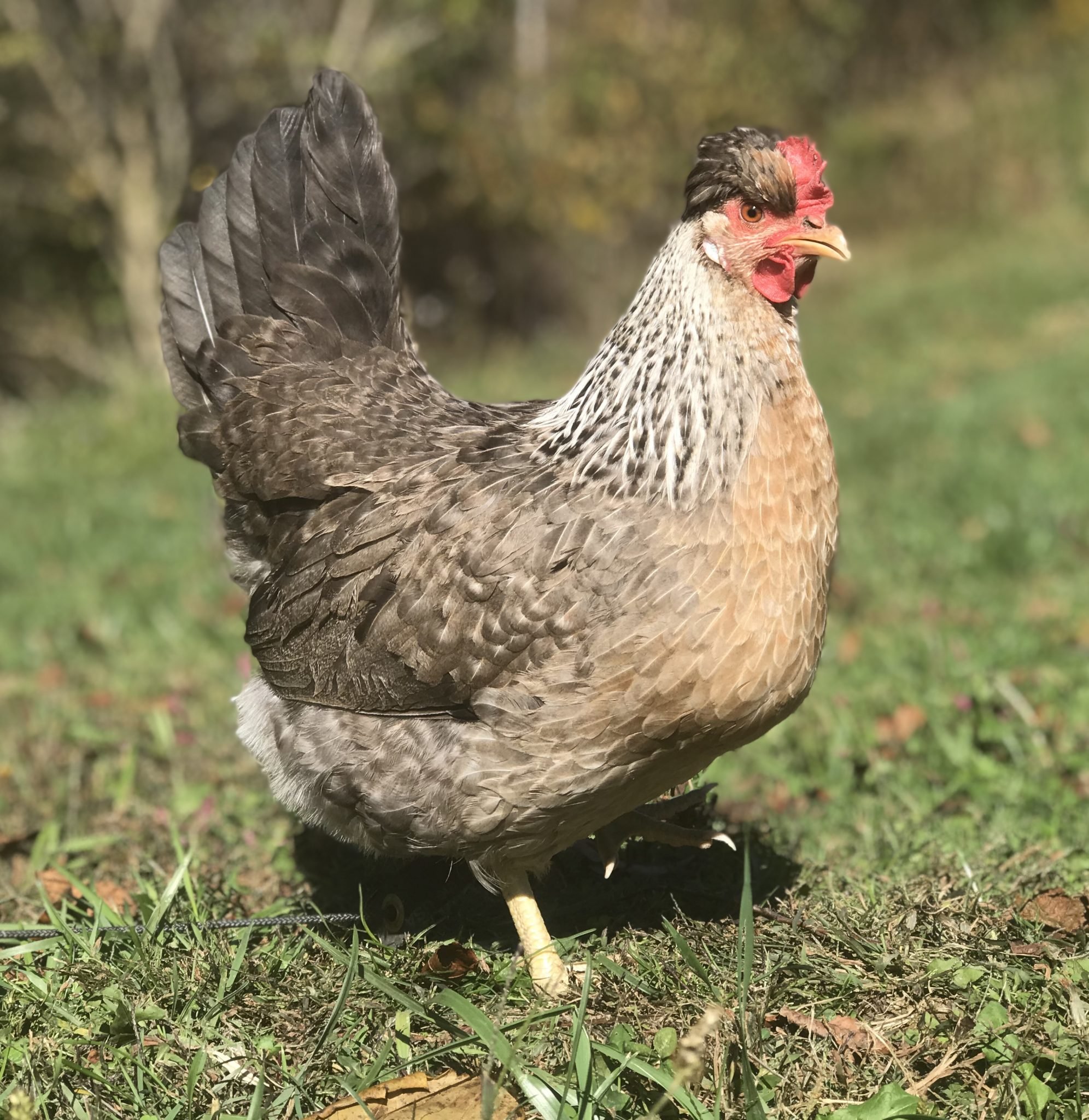 đá gà ngày 5 tháng 12 năm 2019