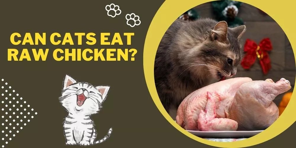 các bổn gà tre nào đá hay nhất các bổn gà tre nào đá hay nhất